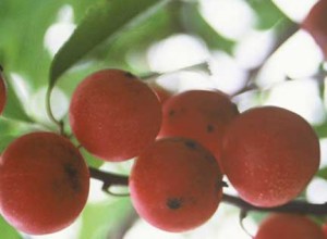 Americana Dunbars Plum Seeds